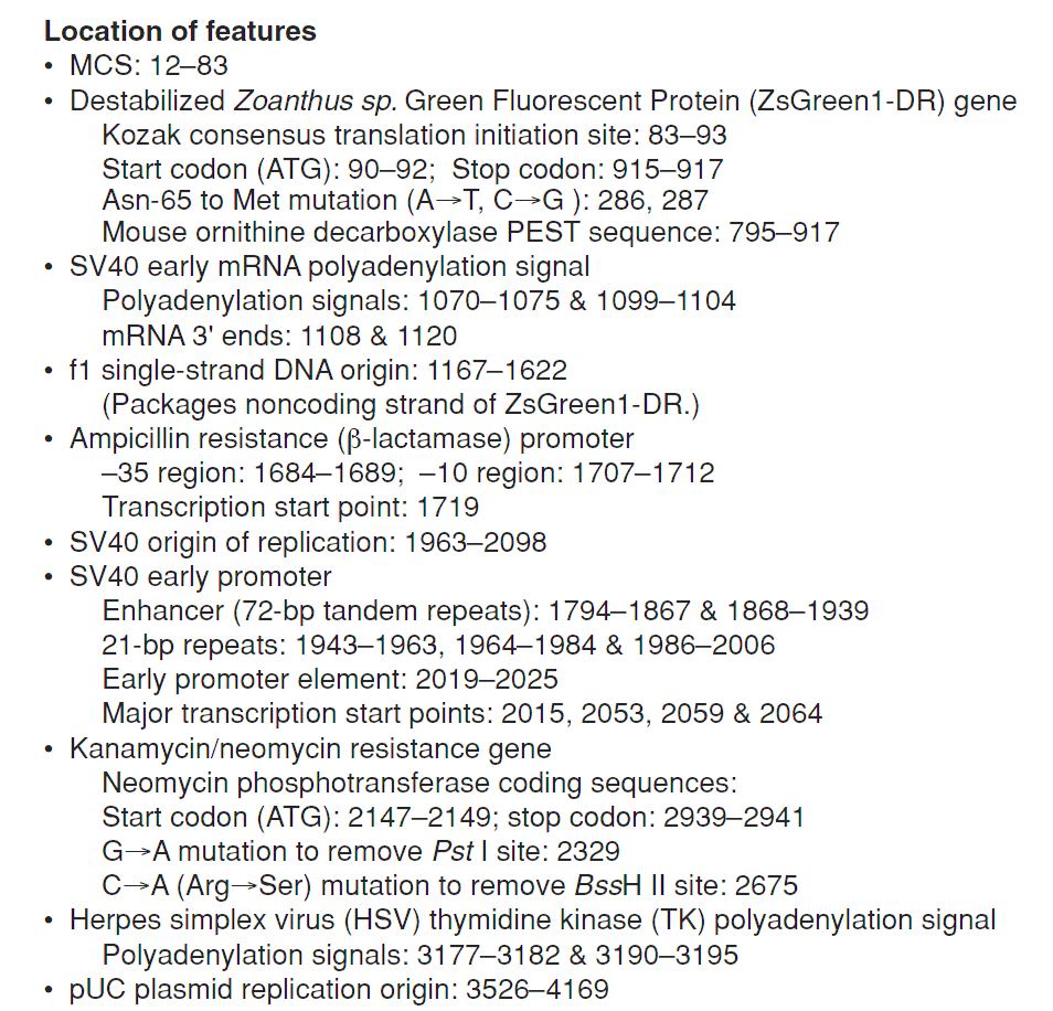 pZsGreen1-DR 载体特征